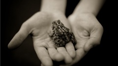 Hands Frogs monochrome