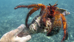 Hands shells crustacean crabs