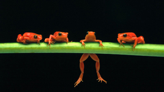 Hanging Frogs amphibians