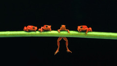 Hanging Frogs amphibians