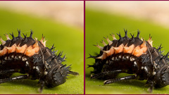 Harlequin ladybird larva huge