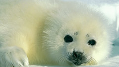 Harp seal baby