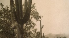 Harvest Arizona edward Curtis saguaro photogravure pima