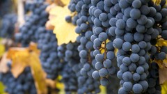 Harvest Oregon Rogue valleys