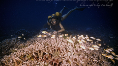 Has costeau when one