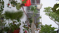 Hasfew Plants roomyear later