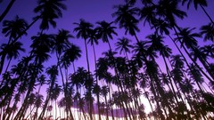 Hawaii palm trees grove