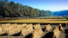 Haystacks in field Korea