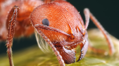 Head macro hymenopthera insects