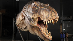 Head tyrannosaurus Rex