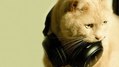 Headphones cats Animals