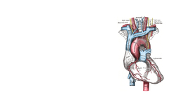 Heart such big Got anatomy because grays