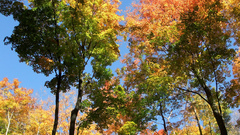 Heart Trees copy these