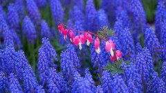 Hearts holland hyacinths bleeding Bleeding Hearts
