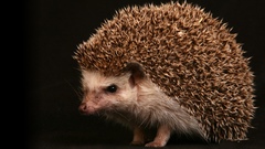 Hedgehogs