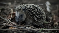 Hedgehogs