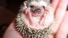 Hedgehogs Pygmy hedgehogs