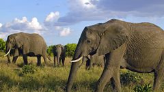 Herd of african elephants