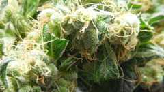 Here My recent harvest