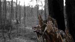 Here photos Taken Wood are few splintered