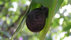 Hidden home snail nature