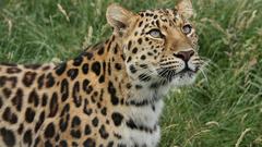 High Animals leopard amur