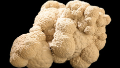 High aragonite Resolution wshn