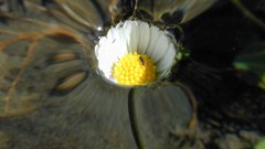 High Daisy water surface