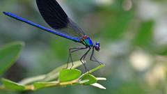 High damselfly Resolution