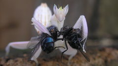 High double kill Resolution