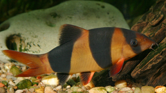 High fun clown loach