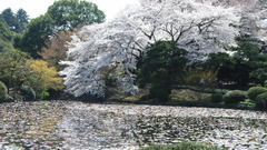 High hanami Resolution