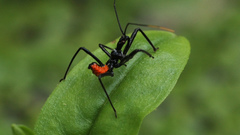 High insect wheel Bug