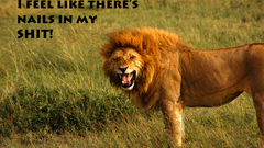 High lolz Resolution