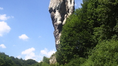 High maczuga herkulesa ojcowski