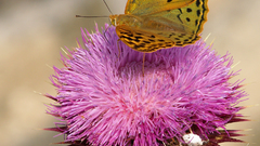 High pandora Resolution argynnis