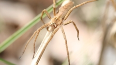 High pisaura mirabilis Resolution xndr