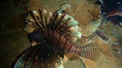 High res under water