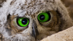 High Resolution 1212