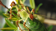 High Resolution ancylecha fenestrata