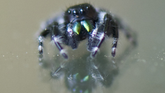 High Resolution anml