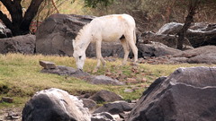 High Resolution assuan