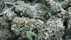 High Resolution bcbud