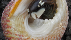 High Resolution calcinus laevimanus