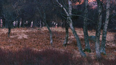 High Resolution ddbab