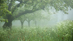 High Resolution fbab