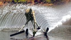 High Resolution fccb