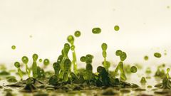 High Resolution frdg