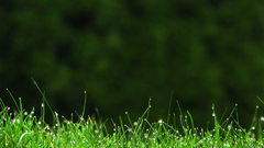 High Resolution grassmdppiidb