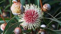 High Resolution hakea laurina